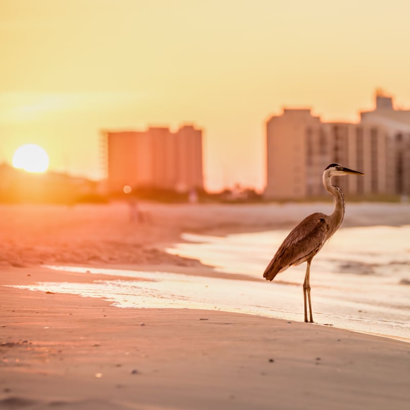 Heron at sunrise in Orange Beach, Alabama