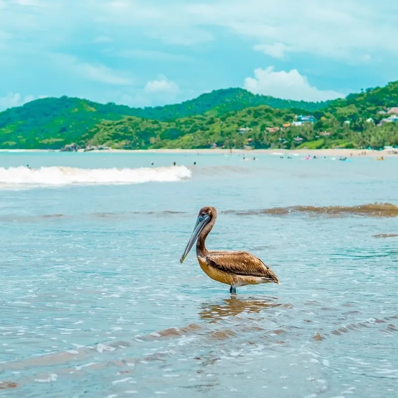 View Of Pelican At The Beach, Riviera Nayarit, Nayarit, Pacific Coast, Mexico