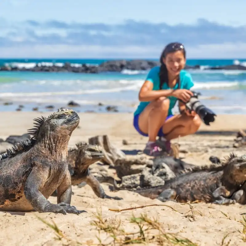 photographer taking wildlife photos on Galapagos Islands of famous marine iguanas