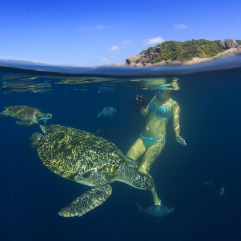 Young woman swims snorkeling with sea turtles